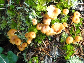 Stages of mushroom maturity